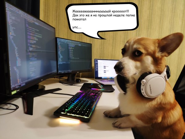 Собака за компьютером