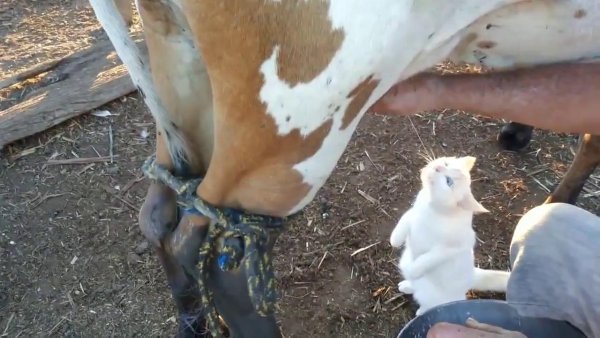 Пить молоко из под коровы