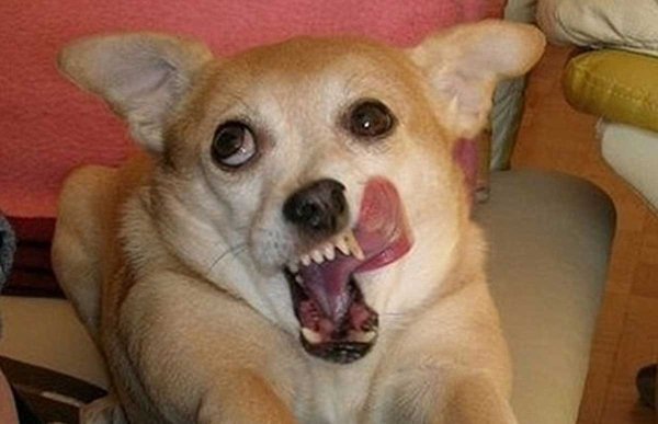 Смешные чихуахуа