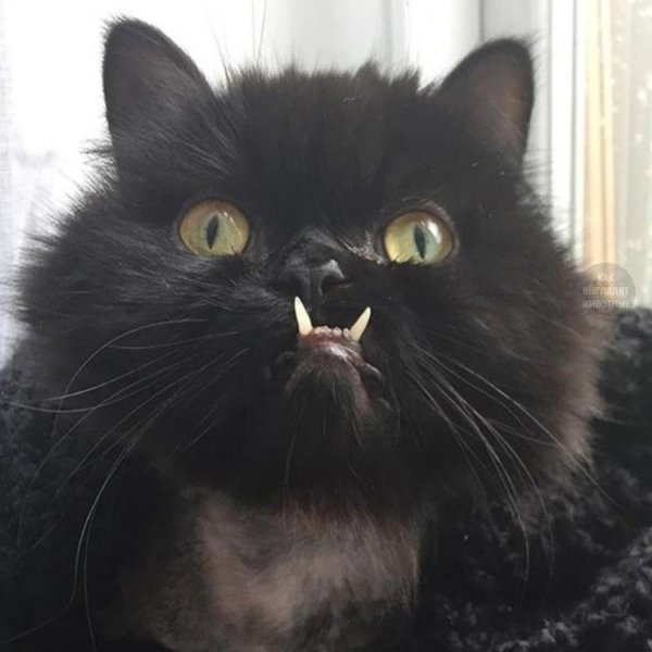 Кот орк локтар Огар