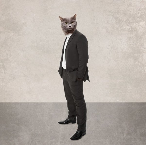 Кот в костюме бизнесмена