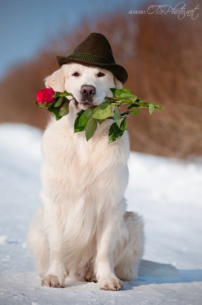 Алабай ретривер