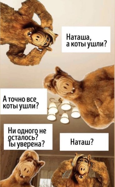 Мем про Наташу и котов