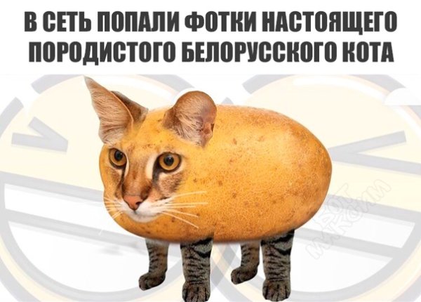 Кошка картошка