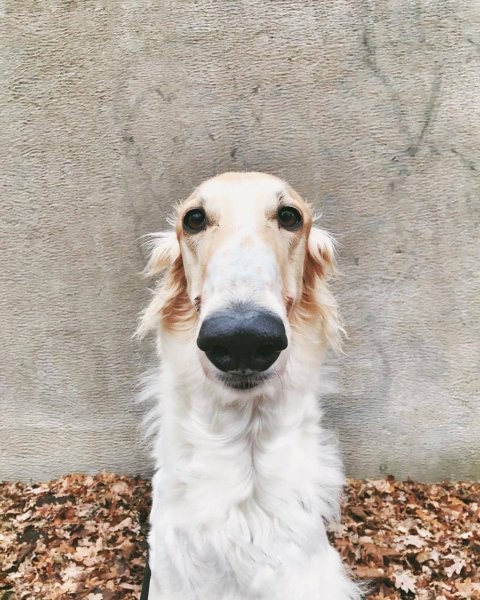 Русская псовая гончая