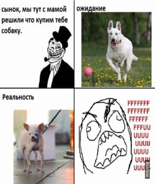 Популярный Мем с собакой
