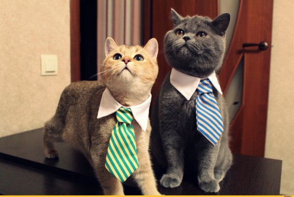 Коты в пиджаках