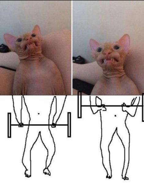 Смешные сфинксы