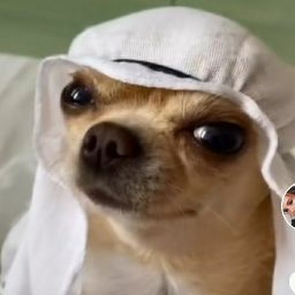 Собака араб Мем