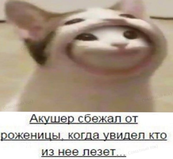 Мемный кот с открытым ртом