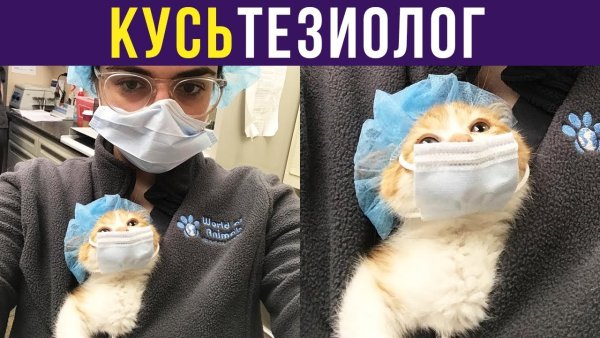 Приколы с котами от Алексея Совы