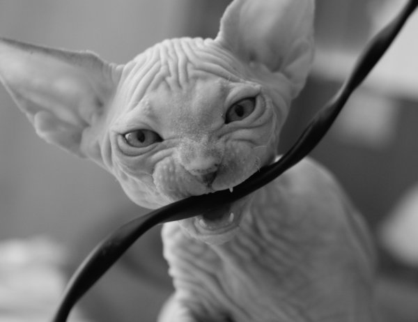 Кот перегрыз провод