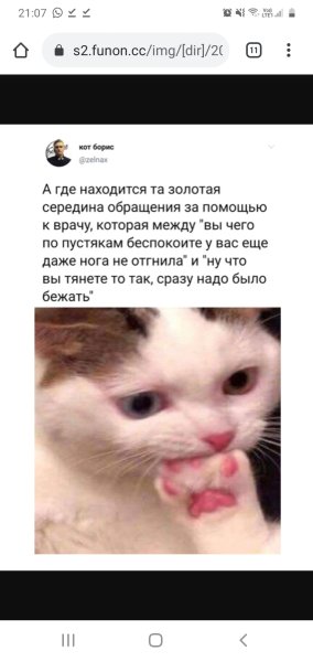 Мем про стрессоустойчивость с котом