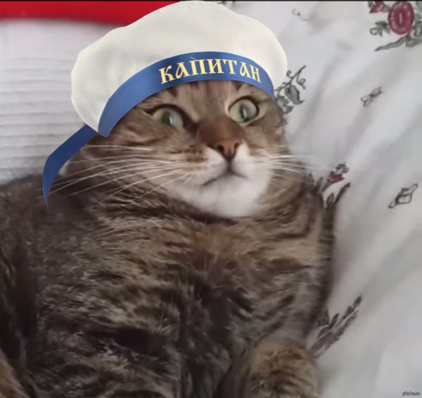 Смешной кот с цветком на голове