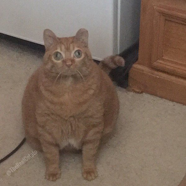 Кошка картошка