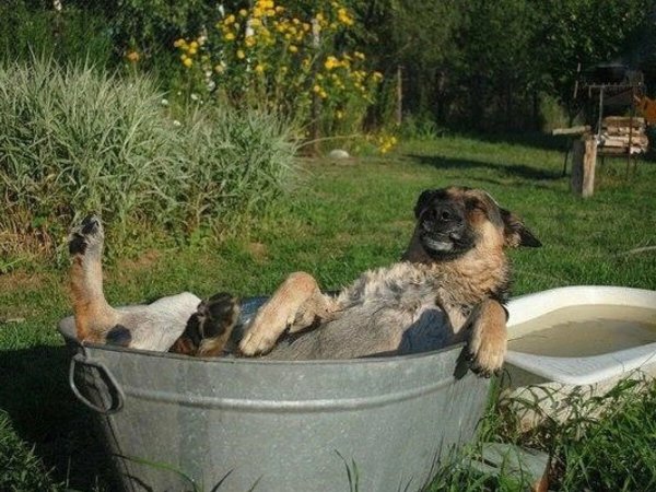 Корыто для собак