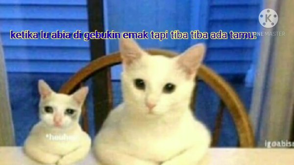 Смешной кот Мем