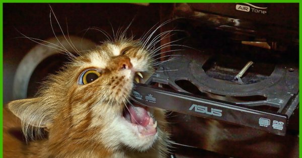 Кот сгрыз кабель