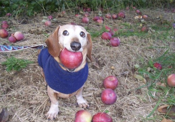 Мемы собака с яблочками