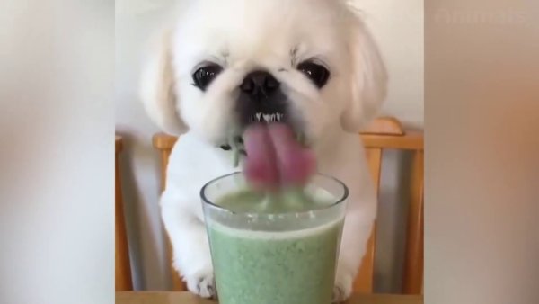 Собачка пьет сок