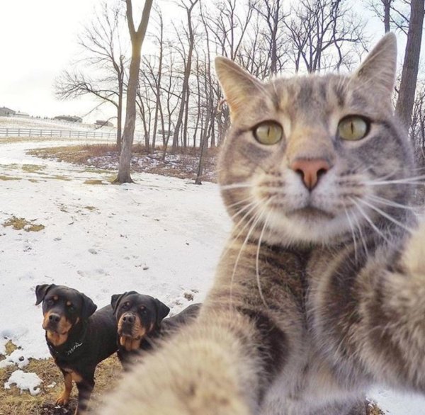 Селфи кота на фоне собак
