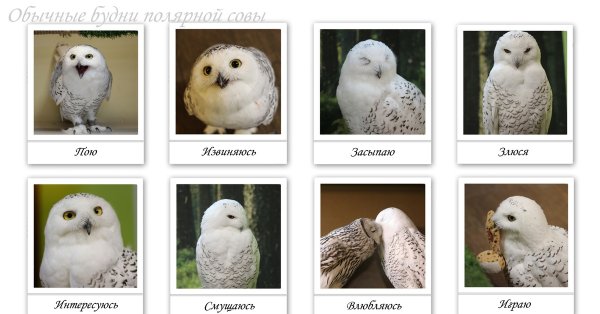 Мемы с совами