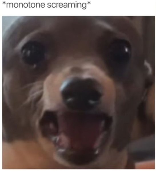 Собачка кричит