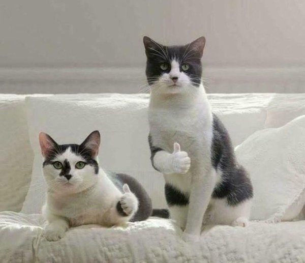 Коты палец вверх
