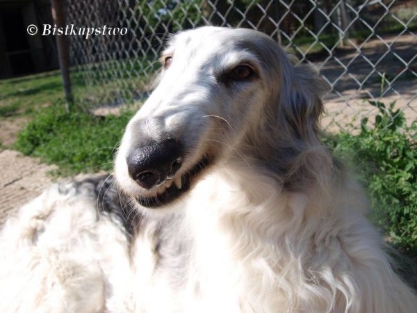 Русская псовая борзая нос