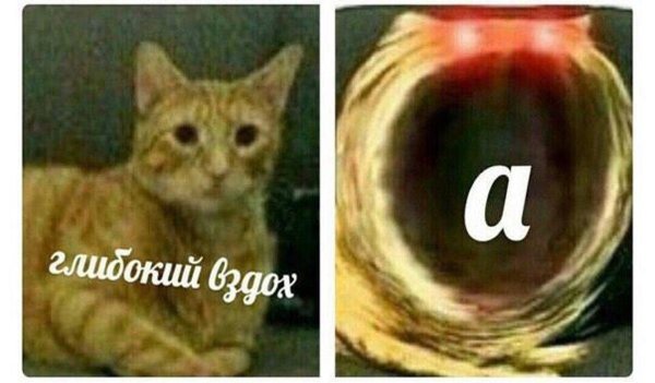 Глубокий вдох а Мем кот
