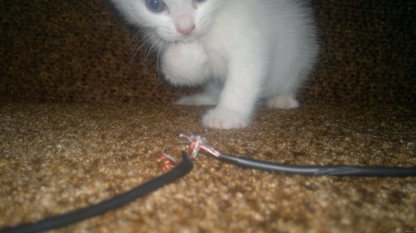 Кот сгрыз кабель