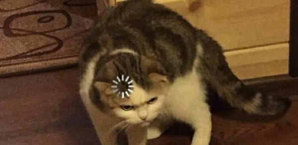 Кот глючит Мем