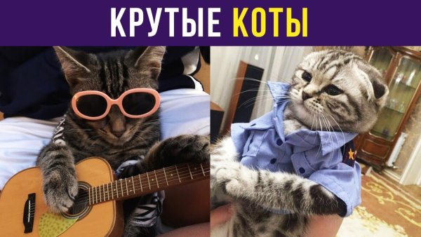 Приколы с котами Алексей Сова