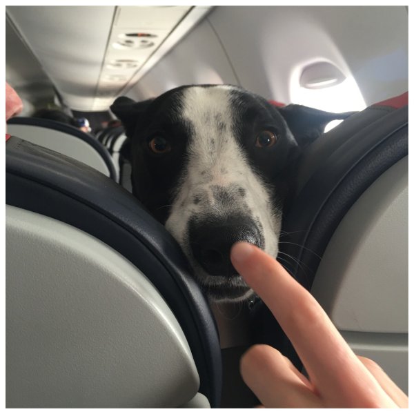 Собака в салоне самолета