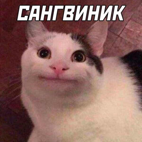 Кот Мем