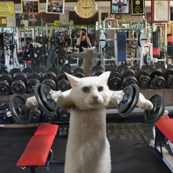 Спортивный кот