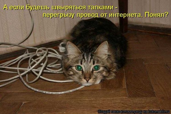 Котик перегрызает провод