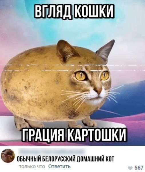Кошка картошка Мем