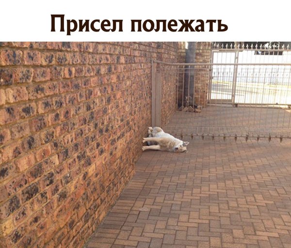 Присел полежать Мем