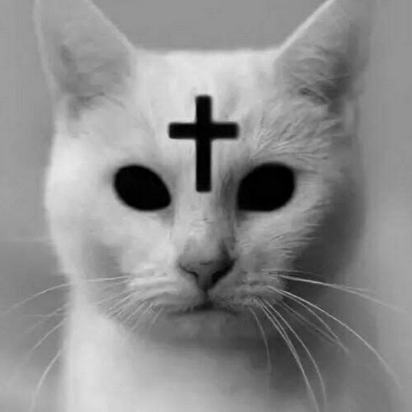 Кот с крестом на лбу