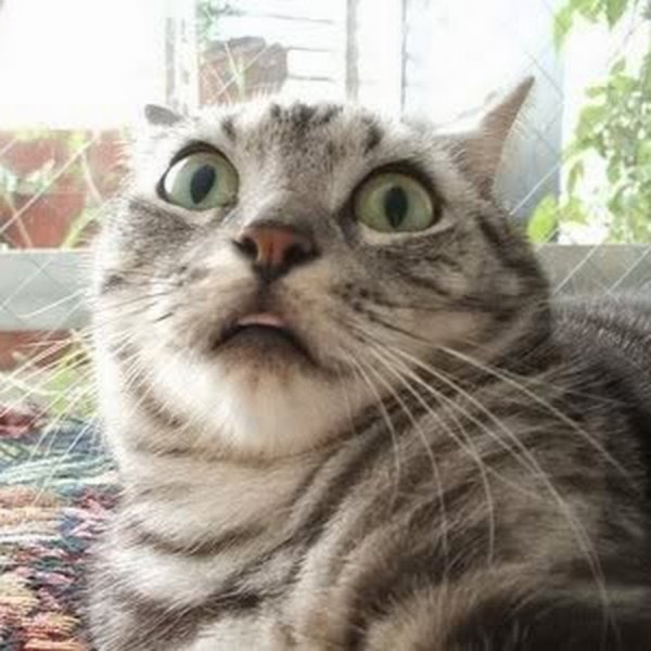 Кот в шоке картинки