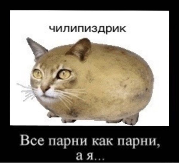 Кот картошка Мем
