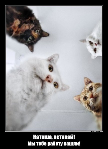 Наташа и коты мемы