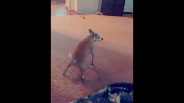 Собака тверк Мем