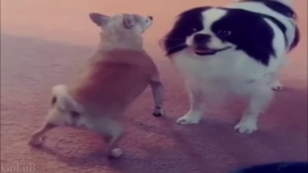 Собака тверкает Мем