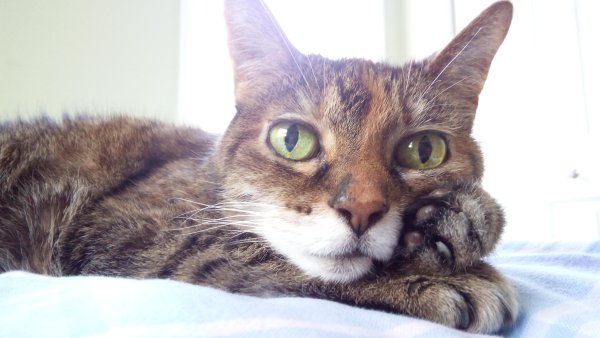 Кошка задумалась