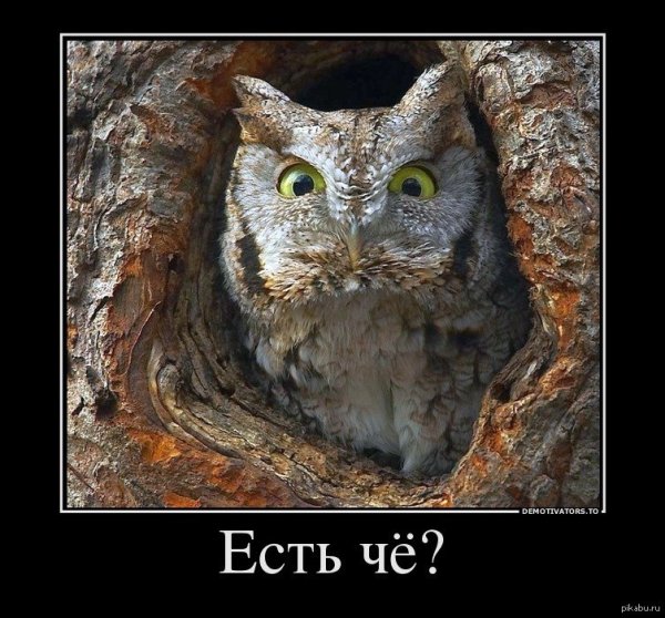 Сова демотиватор