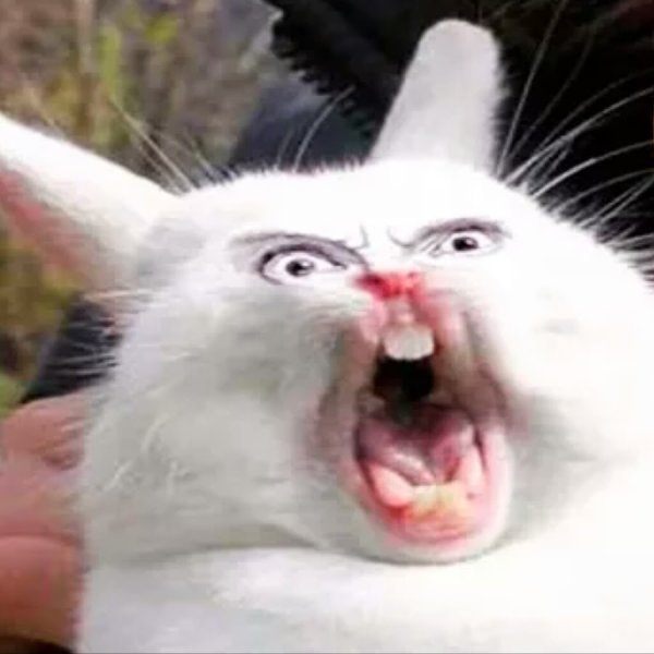 Кролик кричит Мем