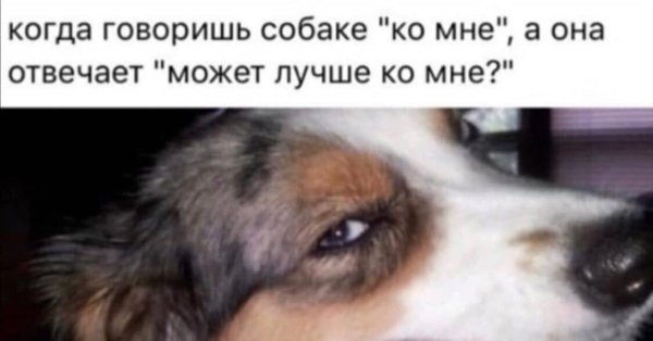 Ко мне а может ко мне собака
