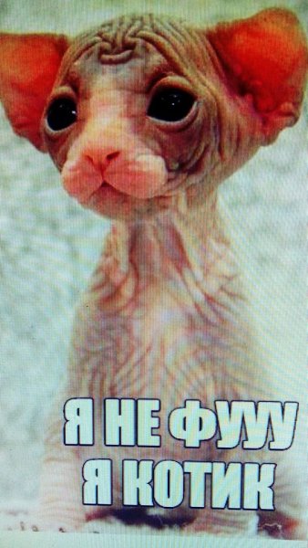 Мемы с котами сфинксами